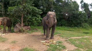 Bukit Elephant Park Phuket часть 2, 2023