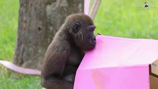 Happy Birthday Sally!  Gorilla Turns Three Years Old