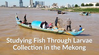 Studying Fish Through Larvae Collection in the Mekong