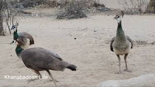 Peacocks eating food in thar desert village