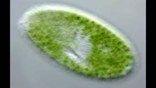 Movement of Paramecium