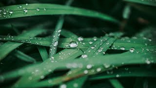 Rain Falling On Leaves | 6 Hour Ambience | Sounds For Sleeping