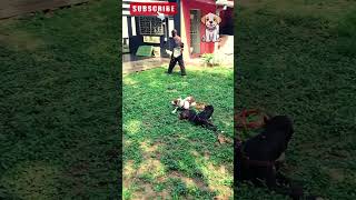 "Shocking: Pitbull's Double Attack On Command! 🐶💥"#shorts