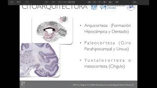 1er. Simposium Neuroanatomía 3D: Sistema límbico. Dr. Daniel Balllesteros. Insta: Photobrain_mx