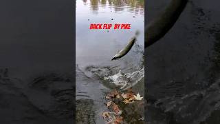 backflip was crazy by this pike #fishing #bass #fish #pike #backflip #outdoors #shorts #catchingfish