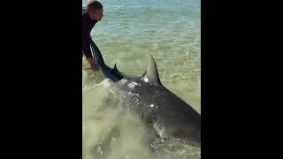 Man Saves Stranded Bull SHARK!