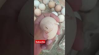 ठंड मे देसी अंडा कैसे बिकता है। How to sell desi eggs in winter. Desi Murgi Palan. Eggs and Meat.