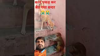 Dog vs Monkey funny fight