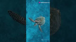 Mind blowing facts about sea turtles#facts#turtle #sea #animals