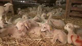 Des moutons dans les garrigues