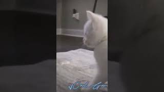 baby cat dancing #edit #cute