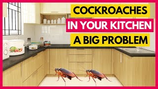 Dangers Of Having Cockroaches In The Kitchen - No One Will Tell You