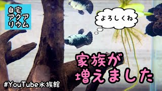 おうちの水族館／我が家［YouTube水族館］#アクアリウム