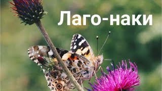 Снег в августе/Лаго-Наки/Кавказский заповедник