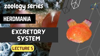 Lecture 5 Excretory System of Herdmania || #zoology #bsc_2nd_year