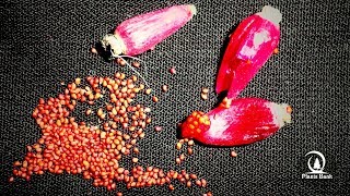 How to Get Seeds from Cactus Fruit - easy way