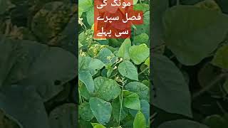 Mung ki fasal #viralvideo #farming #natureplants #scenery #shortvideo #fyp #nature #treanding