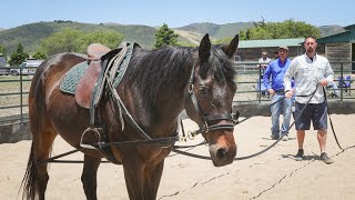 Horses and veterans find therapy together in training program