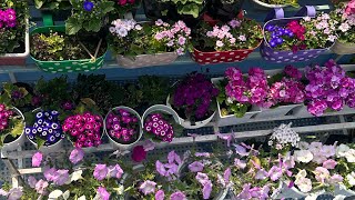 My Terrace Garden Tour After Long Gap🤪Organising My Wardrobe 😝