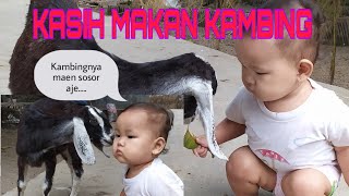 MEMBERI MAKAN KAMBING DI PAGI HARI