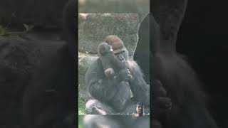 Daddy baby so playful #gorilla  #gorillababy #cute #father #shorts #viralvideo #trending #monkey