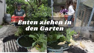 Enten sind sicher vor dem Fuchs?