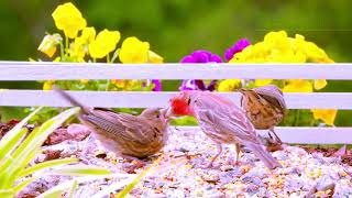 The Needy Finch. A Baby House Finch Standing on its Food Demands to be Fed by Parents.