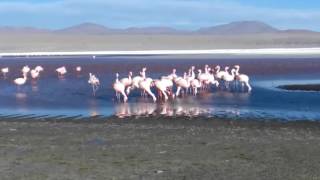 Bolivia, solar de Uyuni, laguna colorada