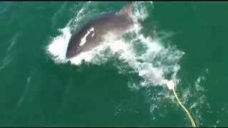 South Africa Great Whites with Rec Diving