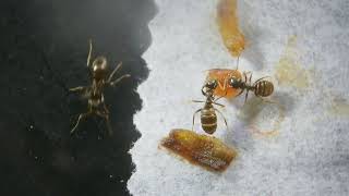 Strange little things – Lasius Niger ants collecting a piece of earthworm to feed the larvae