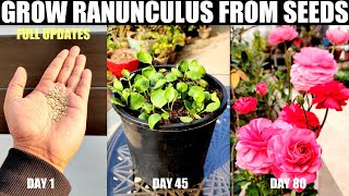 How To Grow Ranunculus From Seeds | SEED TO FLOWER