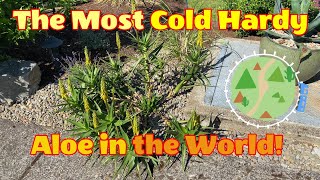 The Most Cold Hardy Aloe in the World!