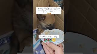 حتي الحيوانات مسلمتش