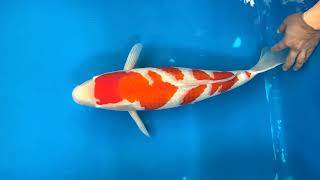 Big jumbo koi Matsue Nisai NEW @Heeschkoi5384