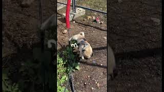 Мопс сходил на кабель #sebekpug #pug #pugs #мопс #мопсы