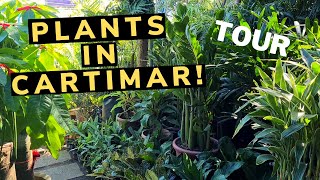 CARTIMAR GARDEN PLANT TOUR | PLANTS IN CARTIMAR Pasay City🍀