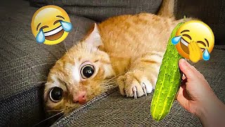 🐱🐕 New Funny Cats and Dogs Videos 🐕😹 Best Funny Animal Videos # 19