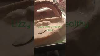 #leopardgecko #viral #lizard