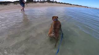 Shifu at Rockingham Beach