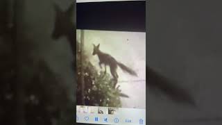 Fox#shortvideo #automobile #shortsvideo #music #funnyvideos #trendingshorts #funny #fox #cat