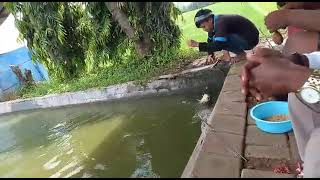 MANCING MANIA MANTAP