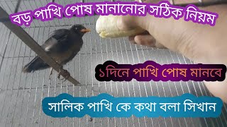 সালিক পাখি কে কিভাবে পোষ মানাবেন।বা কথা বলা সিখাবেন #পাখি #BDপাখি-পালন-পদ্ধতি