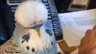 niijii budgie bird