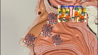 COVID loss of smell explained #ansomia #lossofsmell #smell #COVID-19