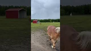 Get out the way!  Dinner time for our Halflinger Sadie