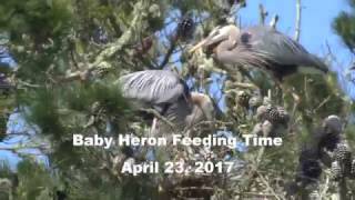 Baby Heron Feeding