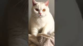 Snowy kneading his#cat  blanket#shorts#short#viral#video#viralvideo#share #shortvideo#shortsvideo