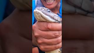 কিং কোবরার বিষ কতটা মারাত্মক? দেখে নিন - King Cobta Venom #snake #snakevideo #shorts