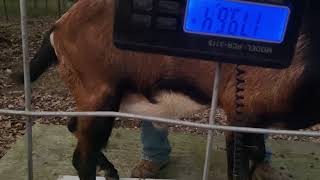 How do you weigh a buck?