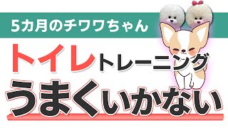 【犬のしつけ】トイレトレーニングがうまくいかない【悩み相談ライブ切り抜き】